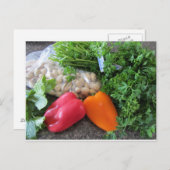 Carte Postale Fixation des salades (Devant / Derrière)