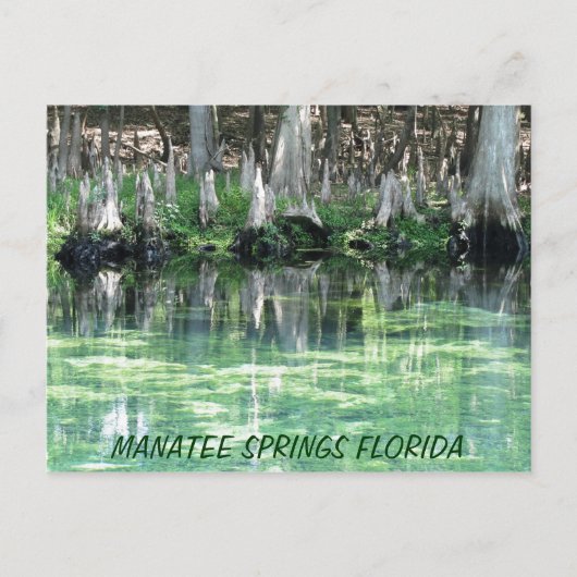 Carte postale Fl Manatee Springs (Devant)