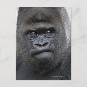Carte Postale Flachlandgorilla, Gorilla gorilla,