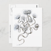 Carte Postale Flagellata, Ernst Haeckel Fine Art (Devant / Derrière)