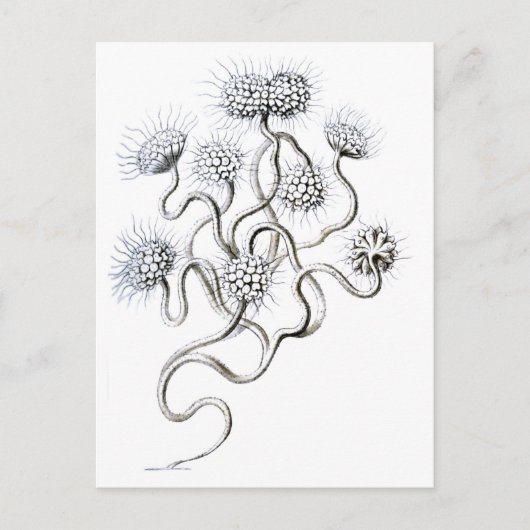 Carte Postale Flagellata, Ernst Haeckel Fine Art (Devant)