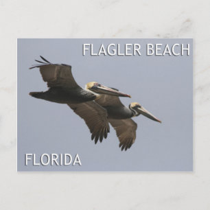 Carte postale Flagler Beach Pélican Pair