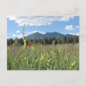 Carte Postale Flagstaff, AZ (Devant)