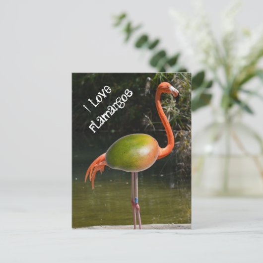 Carte Postale Flamango (Debout devant)