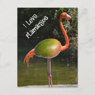 Carte Postale Flamango