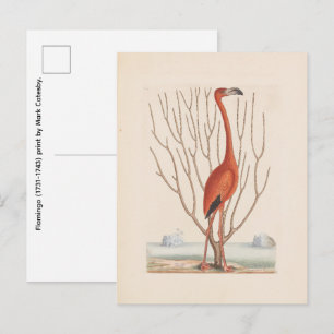 Carte Postale Flamant (1731-1743) impression par Mark Catesby
