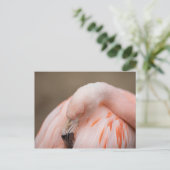 Carte Postale Flamant au repos (Debout devant)