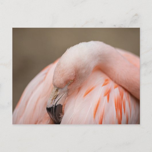 Carte Postale Flamant au repos (Devant)