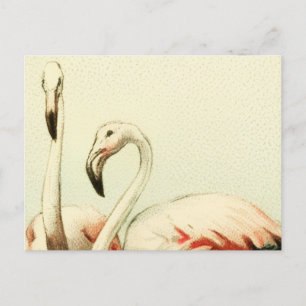 Carte Postale Flamant Rétro