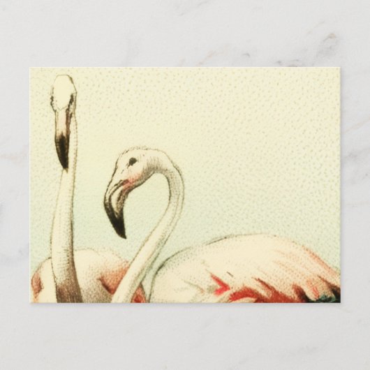 Carte Postale Flamant Rétro (Devant)
