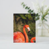 Carte Postale Flamant rose (Debout devant)