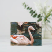 Carte Postale Flamant rose (Debout devant)