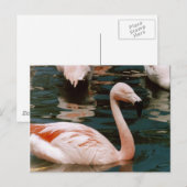 Carte Postale Flamant rose (Devant / Derrière)
