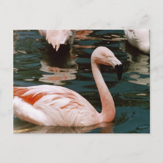 Carte Postale Flamant rose (Devant)