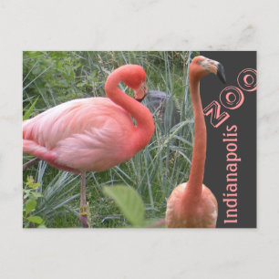 Carte Postale Flamant rose