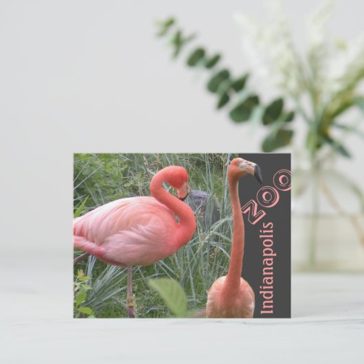 Carte Postale Flamant rose (Debout devant)