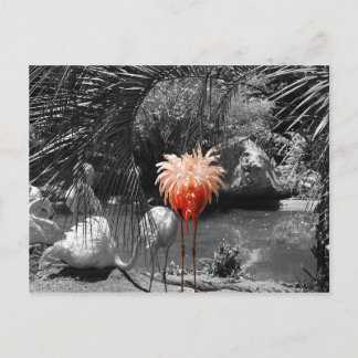 Carte Postale Flamant rose