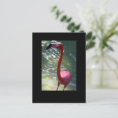 Carte Postale flamant rose (Debout devant)