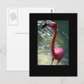 Carte Postale flamant rose (Devant / Derrière)