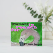 Carte postale Flamant rose (Debout devant)