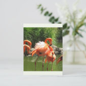 Carte Postale Flamant rose (Debout devant)