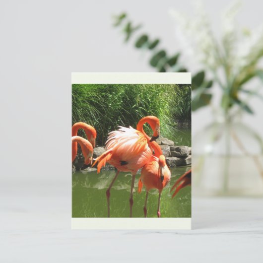 Carte Postale Flamant rose (Debout devant)