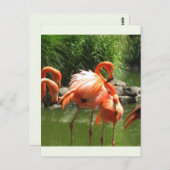 Carte Postale Flamant rose (Devant / Derrière)