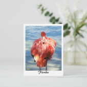 Carte Postale Flamant rose (Debout devant)