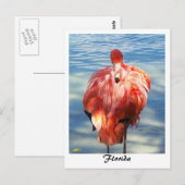Carte Postale Flamant rose (Devant / Derrière)