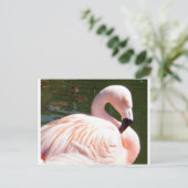 Carte Postale Flamant rose (Debout devant)