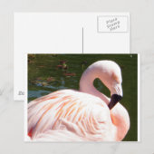 Carte Postale Flamant rose (Devant / Derrière)