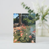 CARTE POSTALE FLAMANT ROSE (Debout devant)