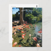 CARTE POSTALE FLAMANT ROSE (Devant / Derrière)