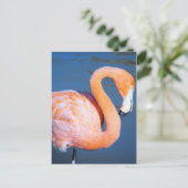 Carte Postale Flamant rose (Debout devant)