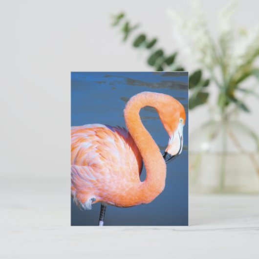 Carte Postale Flamant rose (Debout devant)
