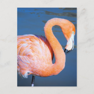 Carte Postale Flamant rose