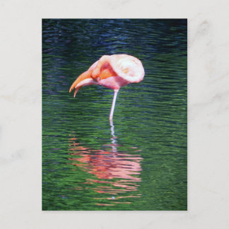 Carte Postale Flamant rose