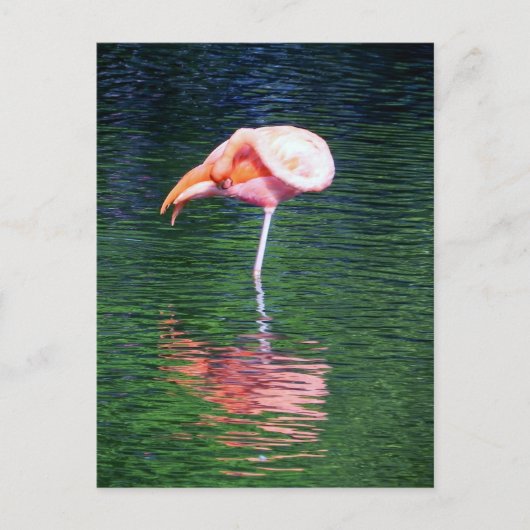Carte Postale Flamant rose (Devant)