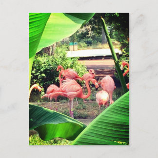 Carte postale Flamant rose