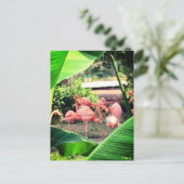Carte postale Flamant rose (Debout devant)