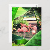 Carte postale Flamant rose (Devant / Derrière)