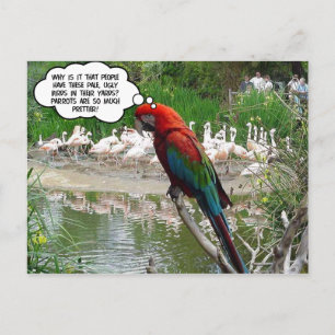 Carte Postale Flamant rose