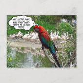 Carte Postale Flamant rose (Devant)