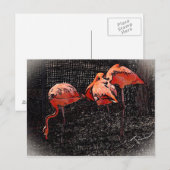 Carte Postale Flamant rose (Devant / Derrière)