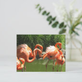 Carte Postale Flamant rose (Debout devant)