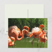 Carte Postale Flamant rose (Devant / Derrière)