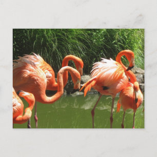 Carte Postale Flamant rose