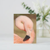 Carte postale Flamant rose (Debout devant)
