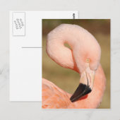 Carte postale Flamant rose (Devant / Derrière)