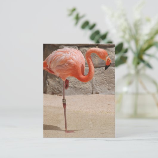 Carte postale Flamant rose (Debout devant)